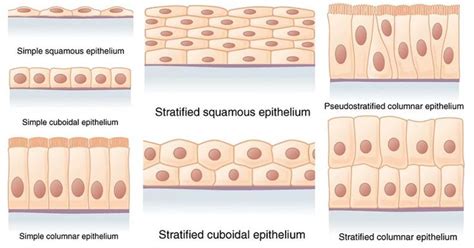 different stages of epithulium in the human body, including stratified and subatocal epithulus