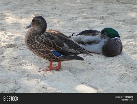 Teal Duck Bird Animal Image & Photo (Free Trial) | Bigstock