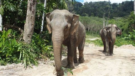 Phuket Elephant Sanctuary treads new ground | CNN Travel