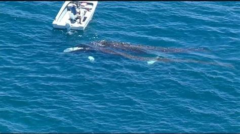 Baby grey whale entangled in kelp off San Diego coast | cbs8.com