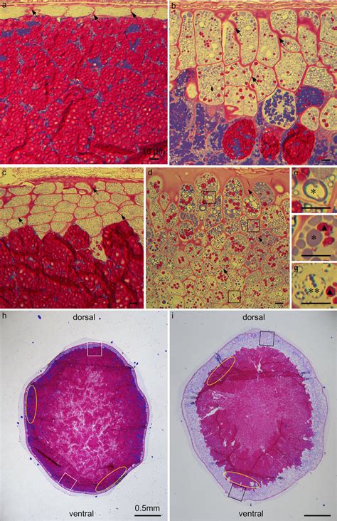 PAS and CBB staining showing the subcellular cell content of the... | Download Scientific Diagram