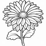 Gerbera Daisy Flower Outline Illustration coloring Book Page Design  sketch template