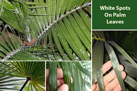 White Spots On Palm Tree Leaves (Causes & Cure) - EmbraceGardening