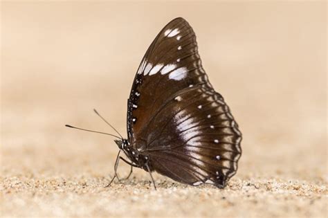 Brown Butterfly Meaning: What Do Brown Butterflies Symbolize? | Color Meanings