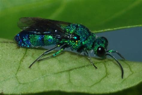 Cuckoo Wasp, NOT Sweat Bee - What's That Bug?