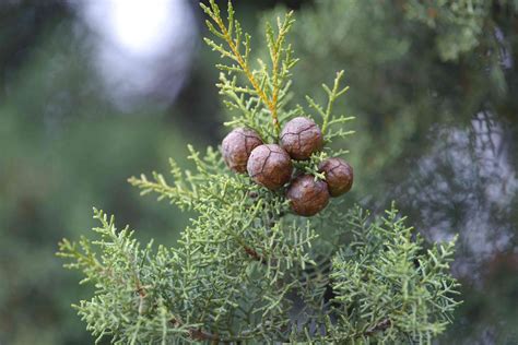 Arizona Cypress: Care & Growing Guide