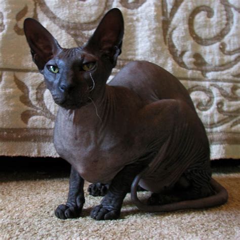 The Sphynx Cats Characteristics, History and Pictures - InspirationSeek.com