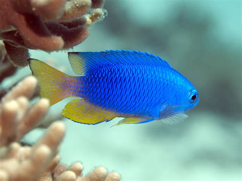 A Beginner’s Guide To Tropical Fish Identification • Scuba Diver Life