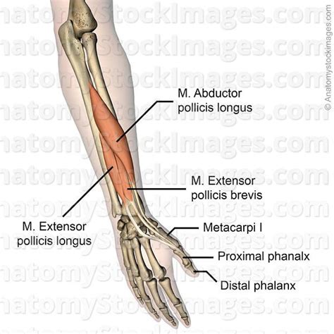 forearm-hand-thumb-musculus-extensor-pollicis-longus-brevis-abductor ...