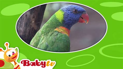 Parrot | Animal Sounds and Names for Kids & Toddlers | BabyTV - YouTube