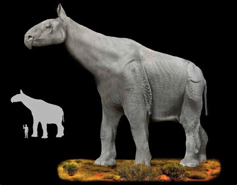 Paraceratherium - The Gigantic Hornless Rhino