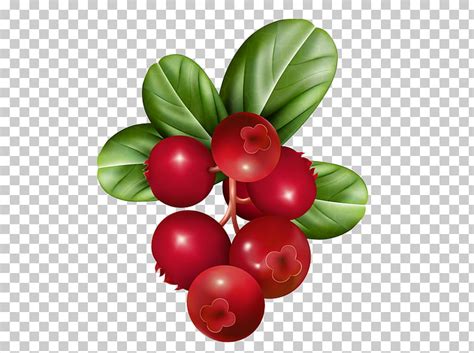 Discover the Power of Cranberry Cliparts: Illustrations to Promote Health and Wellness