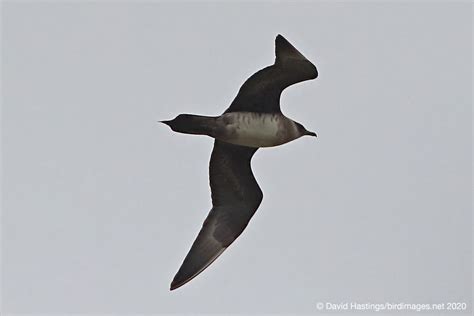 David Hastings' Bird & Insect Images - Arctic Skua (Stercorarius parasiticus)