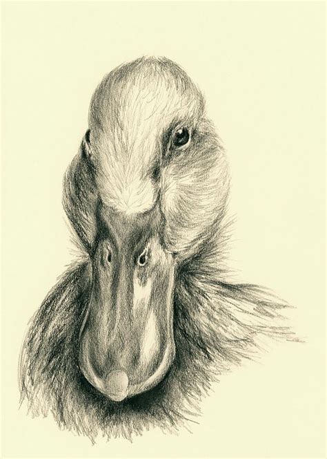 Duck Portrait in Charcoal by MM Anderson | Pencil drawings of animals, Realistic animal drawings ...