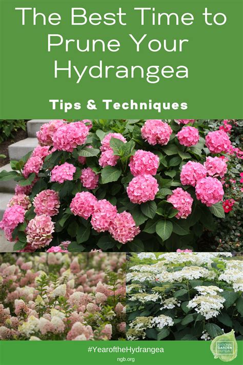 Hydrangea Pruning on Your Mind? - National Garden Bureau