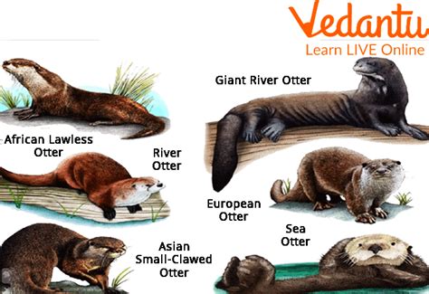 Amazing Facts About the Otter