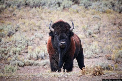 Wild Bison at Lamar Valley in Yellowstone National Park Wyoming | HDR Photography by Captain Kimo