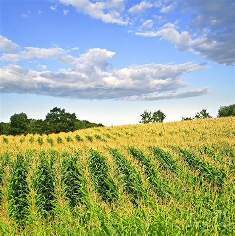 Corn Field by Elena Elisseeva | Corn field drawing, Landscape, Field painting