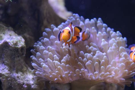 Amphiprion ocellaris in entacmaea quadricolor. #amphiprionocellaris # ...