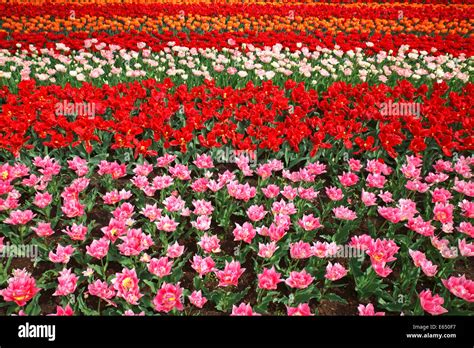 Colourful flower bed with different tulip varieties, blooming Tulips ...