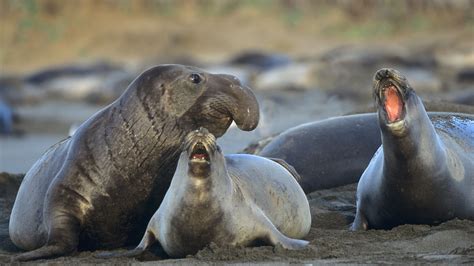 Elephant Seal Sea Lion Vs Seal