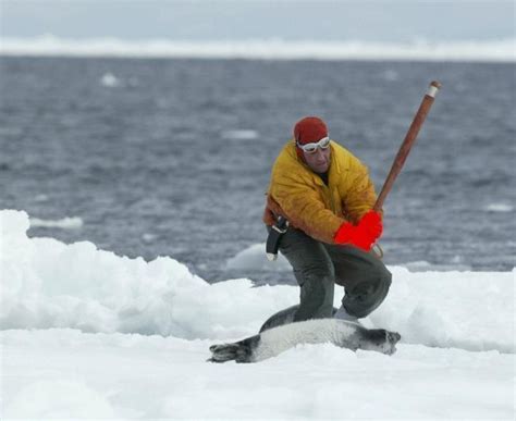 Petition · seal clubbing in Canada: stop clubbing helpless baby seals in canada - United States ...