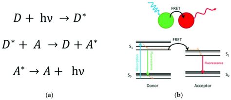 (a) Description of the FRET mechanism. D (A) and D* (A*) are the ground ...