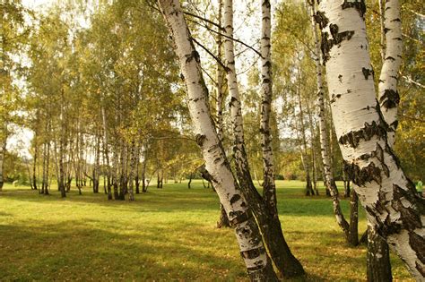 Birch trees 3 Free Photo Download | FreeImages