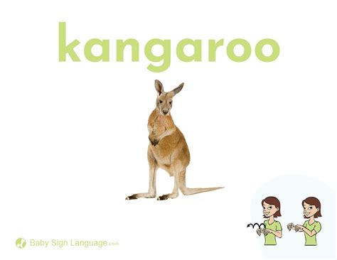 Kangaroo