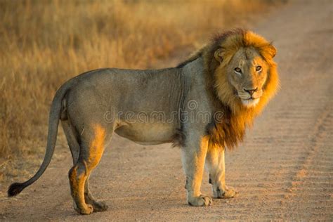 Lion Se Tenant Au Lever De Soleil Photo stock - Image du chasseur ...