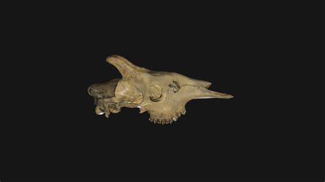 Okapi skull - 3D model by Blackburn Lab (@ufherps) [061db74] - Sketchfab