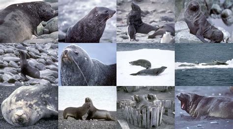 Goleta Natural History Museum - Seals