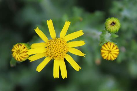 Groundsel Flower Floral - Free photo on Pixabay - Pixabay