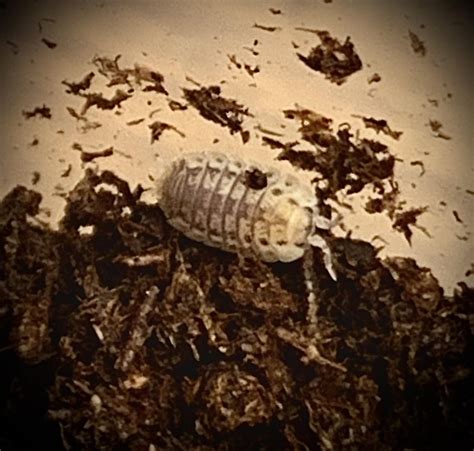 Miscellaneous photos of isopods being isopods : r/isopods