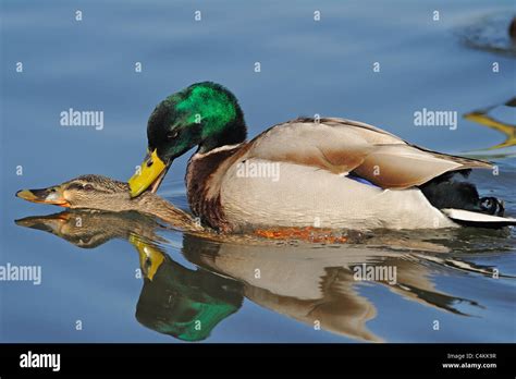 Adult male mallard duck mating with a female mallard duck whilst swimming on a lake Stock Photo ...