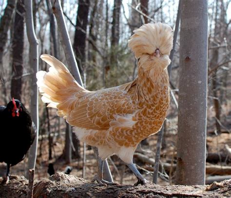 French Hen Backyard Chickens, Hens, Beautiful Birds, Poultry, French ...