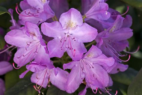 10 Types of Azaleas for the Flower Garden