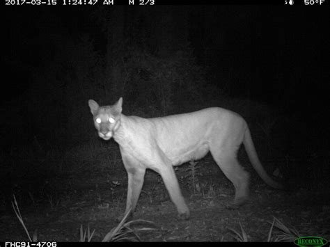 The Return of the Florida Panther | The New Yorker