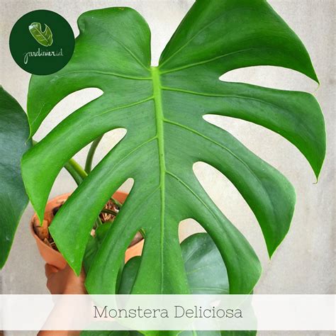 Monstera Deliciosa – Jardinier Indonesia