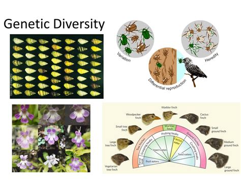 Mutation: The Key to Genetic Diversity and Evolution – HTT Network