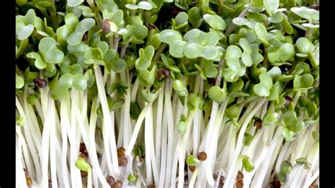 Best Way To Sprout Broccoli Seeds - Broccoli Walls