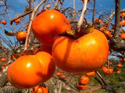 Online Plant Guide - Diospyros kaki 'Fuyu Imoto' / Fuyu Imoto Persimmon