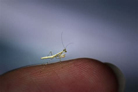 Discover the World's Smallest Insects