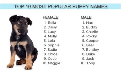 Bella, Bentley, Molly, and Max ... again? Top puppy names of 2012