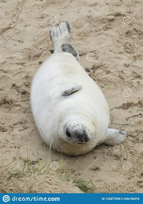 Seals in Winter on the Beach, Winterton on Sea, Norfolk, UK in T Stock Image - Image of light ...