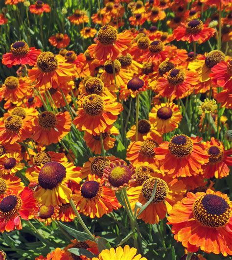 Helenium, Helenium autumnale - Master Gardener Program | PFCONA