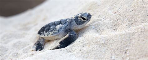 Every baby sea turtle in Florida seems to be female. We warned you ...