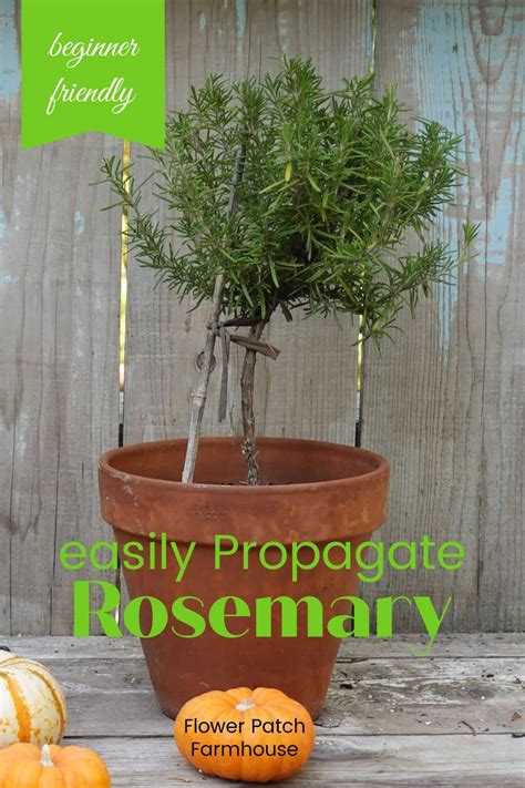 How to Propagate Rosemary Cuttings | Propagate rosemary, Rosemary plant, Diy herb garden