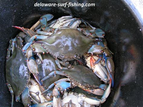 Blue Claw crabs ready to be steamed .... | Blue claw crab, Crab, Hot steam