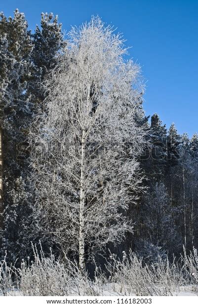 Snowy Birch Tree Against Forest Winter Stock Photo 116182003 | Shutterstock